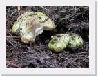 Tricholoma_equestre1